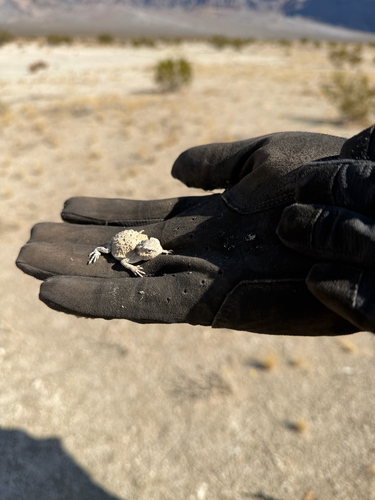 Phrynosoma platyrhinos, 2026-10-22