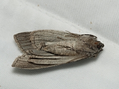 Chlenias banksiaria