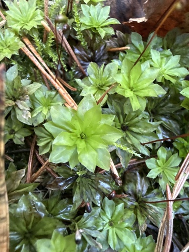 Rhodobryum roseum observed 2026-10-24