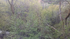 Alnus incana tenuifolia