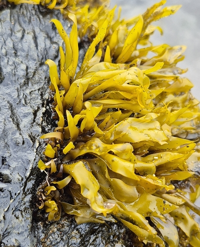 Mazzaella laminarioides observed 2026-10-23