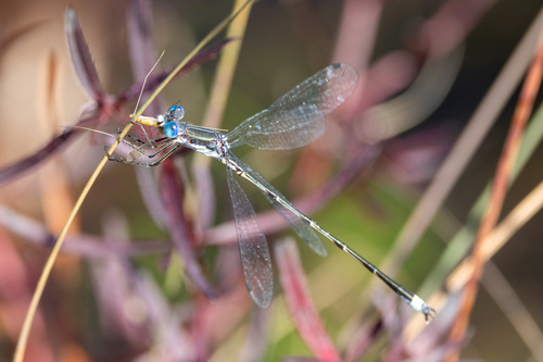 Southern Spreadwing