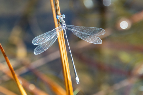 Southern Spreadwing