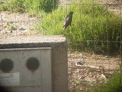 Sturnus unicolor