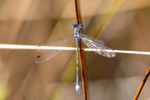 Southern Spreadwing