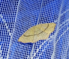 Cyclophora ruficiliaria