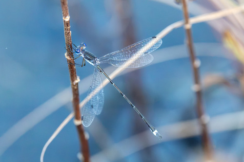 Southern Spreadwing