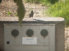Sturnus unicolor