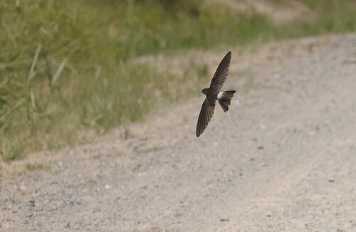 Aerodramus spodiopygius observed 2026-10-10