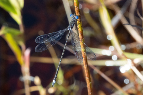 Southern Spreadwing