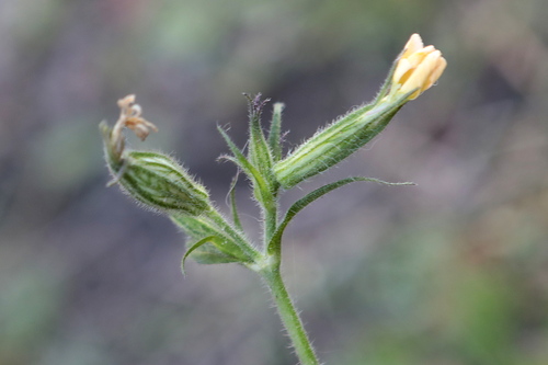 Silene noctiflora observed 2026-10-24