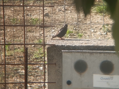 Sturnus unicolor