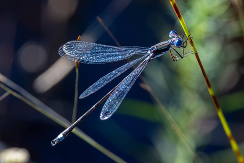 Southern Spreadwing
