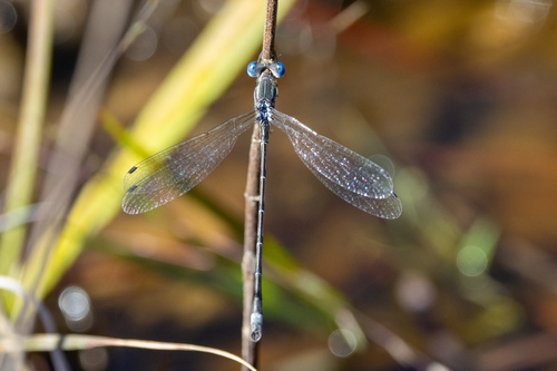 Southern Spreadwing
