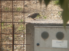 Sturnus unicolor
