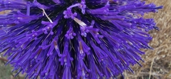 Echinops adenocaulos
