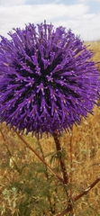 Echinops adenocaulos