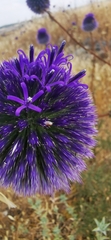 Echinops adenocaulos