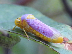 Oncometopia hamiltoni