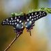 Madagascar Giant Swallowtail - Photo (c) ccaneydunod, some rights reserved (CC BY-NC), uploaded by ccaneydunod