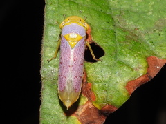 Oncometopia hamiltoni