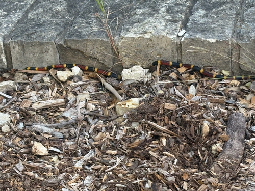 Micrurus fulvius observed 2026-10-24