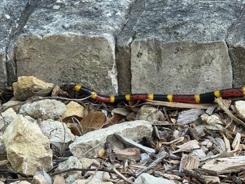 Micrurus fulvius observed 2026-10-24