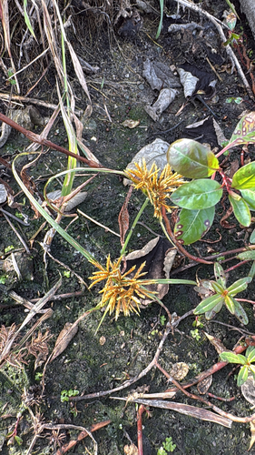 Cyperus odoratus observed 2026-10-24