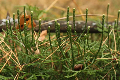 Diphasiastrum complanatum observed 2026-10-24