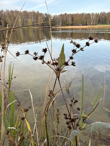 Juncus articulatus observed 2026-10-24