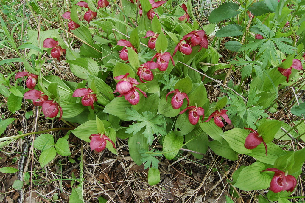Cypripedium macranthos