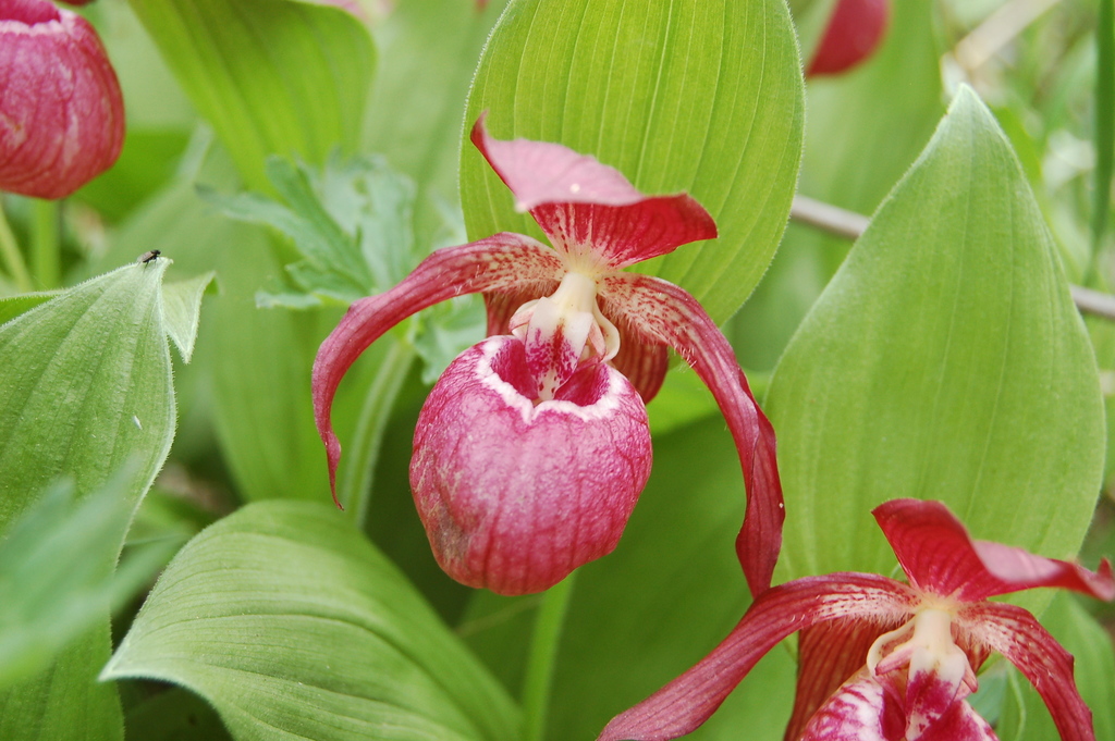 Cypripedium × ventricosum Sw. 2