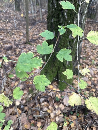 Ribes alpinum observed 2026-10-24