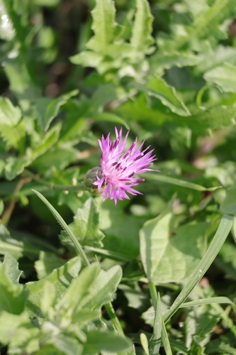 Centaurea aspera, 2026-10-24
