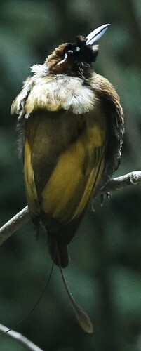 Diphyllodes magnificus observed 2026-09-14