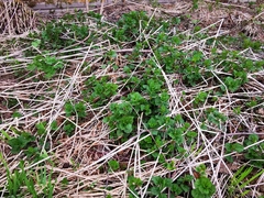 Urtica platyphylla