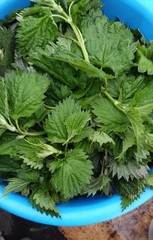 Urtica platyphylla