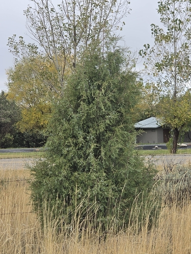 Juniperus scopulorum observed 2026-10-24