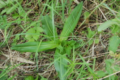 Cruciata