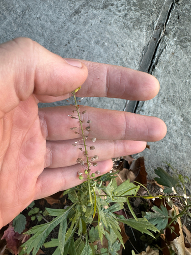 Lepidium virginicum observed 2026-10-24