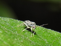 Cyrtocapsus