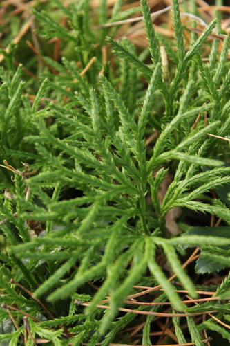 Diphasiastrum complanatum observed 2026-10-24