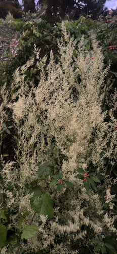 Iresine diffusa observed 2026-10-23
