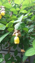 Gmelina philippensis