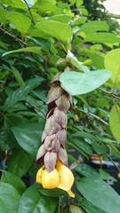Gmelina philippensis