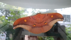 Antheraea formosana