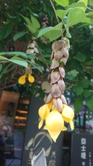 Gmelina philippensis