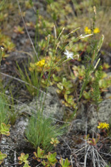 Dianthus acicularis