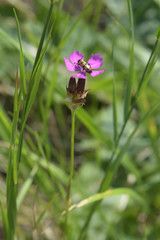 Dianthus andrzejowskianus