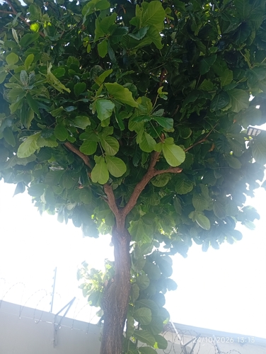 Terminalia observed 2026-10-24